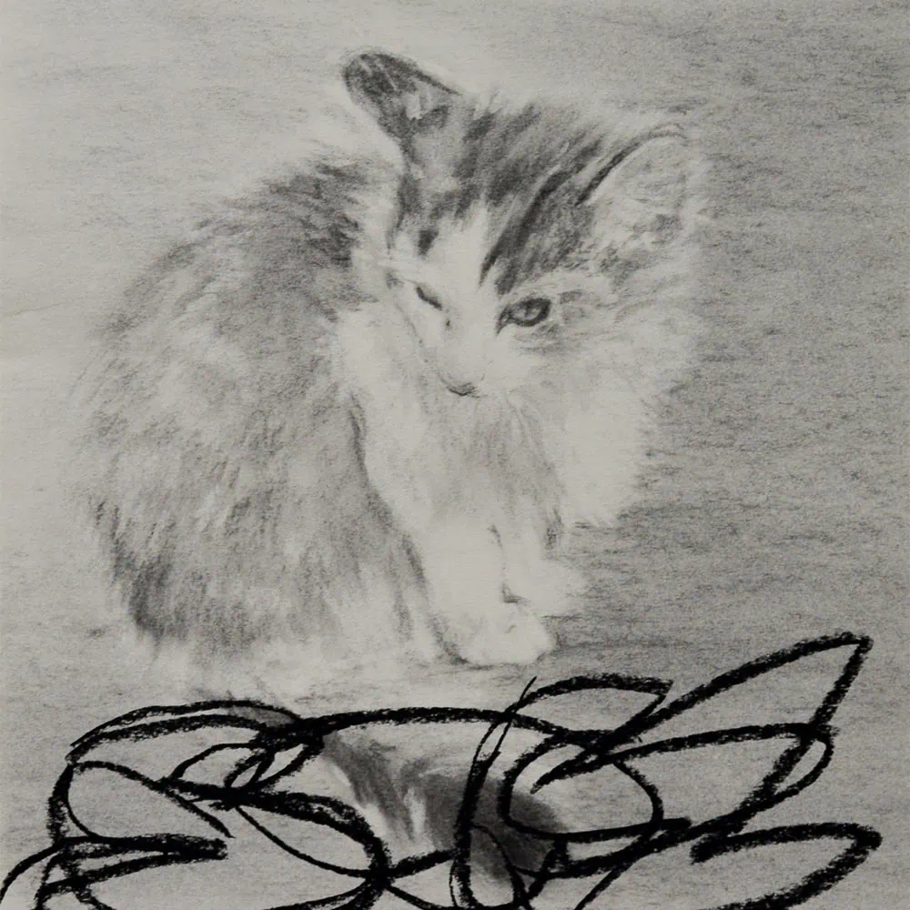cat